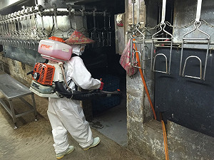 南台爆H5N2  北市：鴨隻價格波動在5%內