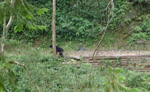台灣黑熊現蹤  林管處員工拍下身影