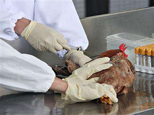 防H7N9捲土重來 台製疫苗8月動物試驗