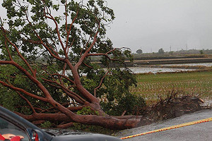 為觀光救金城武樹？縣長支持居民卻反對