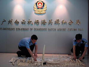 國際研究組織：中國是減少非法象牙貿易關鍵