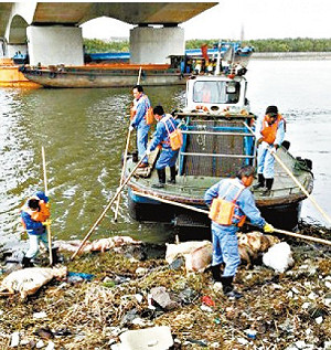 黃浦江飄數千死豬  恐染豬圓環病毒