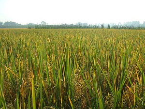 安徽超級稻欠收  農民怒下逐客令