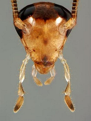 小強進化版！討厭甜食避開克蟑劑求生存