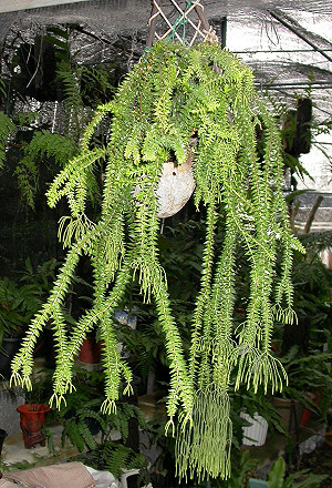 稀有植物垂枝石松  林試所人工繁殖大突破