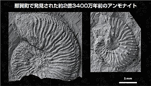 菊石本物200年前 まさに、菊石。縫合線が全域に現れた見事な美品、マダガスカル産