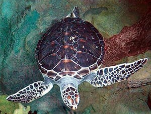 龜類的進化  2億5千萬年前演化而成