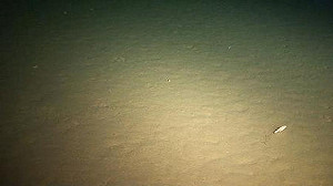 馬里亞納海溝底1萬公尺  發現原始生態系