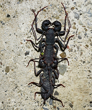 偷窺鞭蠍交尾  戰舞揭幕斯文繞圈收場