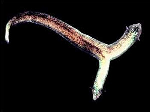 中國科學家試圖從渦蟲尋找再生基因關鍵