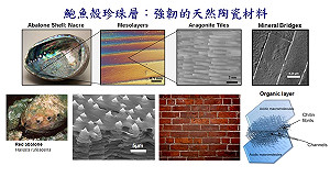 仿生材料潛力大  科學雜誌邀台教授撰文