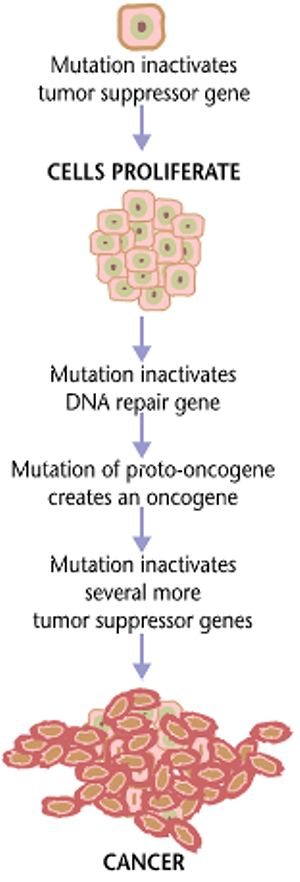 抗癌難 癌細胞複製壓力是關鍵