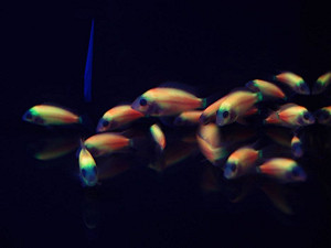 生技展規模歷屆最大  雙色螢光魚吸睛