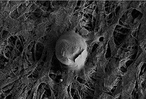 探索外星生命線索  南極冰層下發現食岩細菌