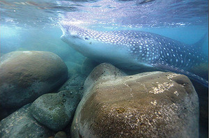 誰害死鯨鯊？ 海生館BOT出問題