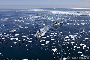 反日本捕鯨作業  追逐船陷沉船危機