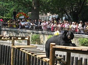 企業認養黑熊 「波比」啖美食