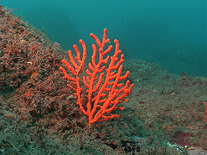 罕見遷往高緯度  日活珊瑚覆蓋率逾60%