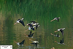 規劃為溼地  涉原民得先徵求同意