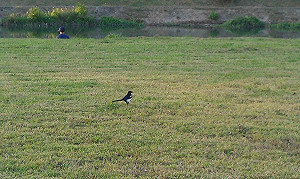 最新版紅皮書  逾 2萬種生物瀕臨滅絕