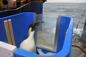 國王企鵝「快樂腳」失蹤 研判凶多吉少