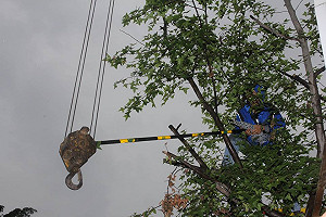 鎮暴警察加暴雨  民眾肉身護樹擋怪手