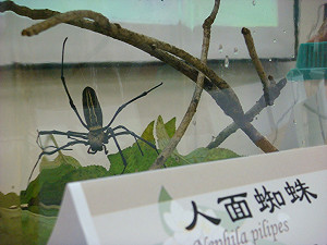 蜘蛛密碼大公開   羅英元：半數沒命名