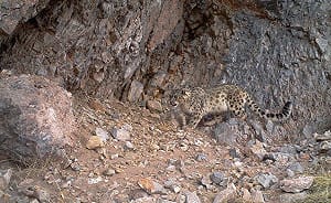 中國雪豹  首次活生生現身長江源頭