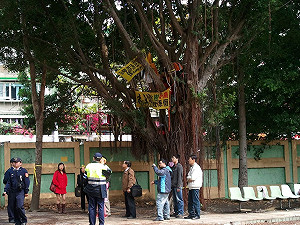 搶救江翠老樹 抱樹超過60小時