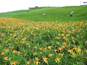 東發條例過關  政院須編列400億發展基金