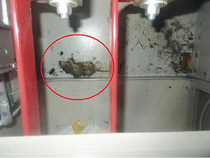 老鼠惹的禍？配電盤短路引發福島核電停電