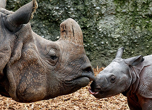 南非犀牛遭盜獵嚴重  十年後恐絕種