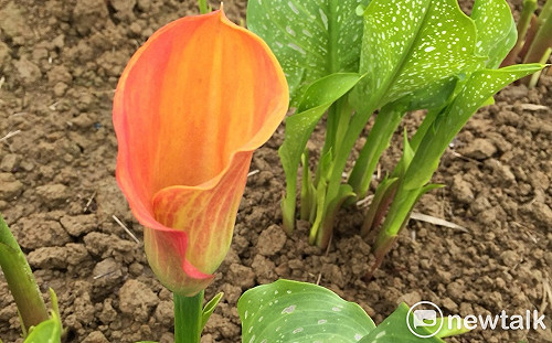 春天花轟季！彩芋冒出頭了