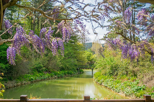 福壽山農場紫藤棚下愜意乘涼