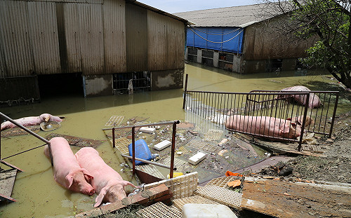 圖輯》823災情真的很慘重！嘉義縣滿目瘡痍農損嚴重
