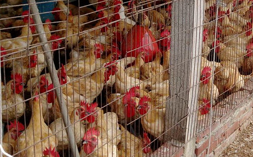 台灣養禽肉品有保障！動保處抽驗76件合格率100%