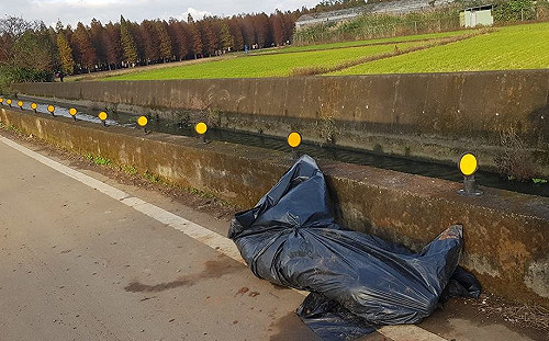 驚！桃園八德落羽松水溝發現豬屍　議員批：通報三天才處理