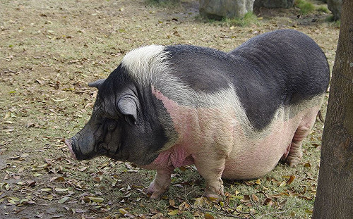 北市驚見寵物豬屍體！動保處：已消毒送檢
