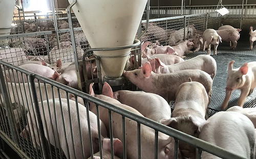 中國再發現豬瘟新病毒 不排除跨物種傳人