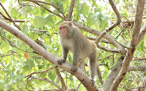 保育類動物大洗牌！台灣獼猴、白鼻心調整為一般類野生動物