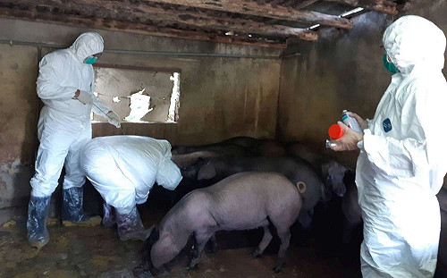 跟上防疫腳步！新竹市今辦理非洲豬瘟防疫演習