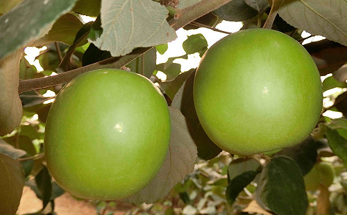 蜜棗新品種「雪麗」亮相！皮薄多汁酸甜好滋味