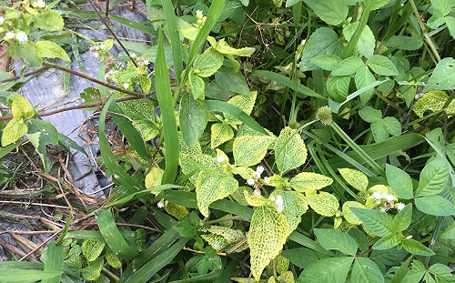 毒性太強！農藥巴拉刈2月起全面禁用