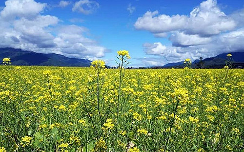 享受漫活走春行！到花東賞花農遊好吃又好玩