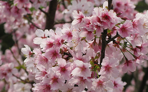 陽明山花季2/15開跑!上山交通攻略看這裡