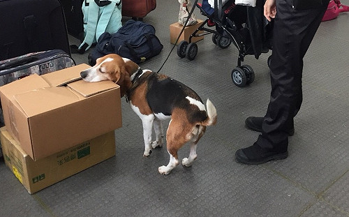 防疫大功臣！揭開4400萬「護國神犬」神秘面紗