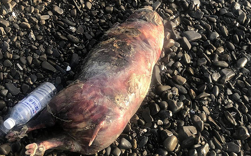 虛驚一場！屏東枋山海岸豬屍檢驗呈陰性反應