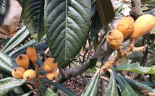 暖冬乾旱農損創記錄！農委會預估今年農作物產量恐減少4成