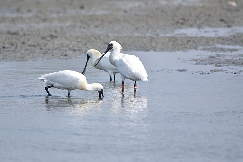 (影)保育大躍進！農委會完成全球第一黑面琵鷺基因組定序