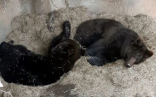 天冷宅在家？！動物園不見棕熊原來整天「夢周公」
